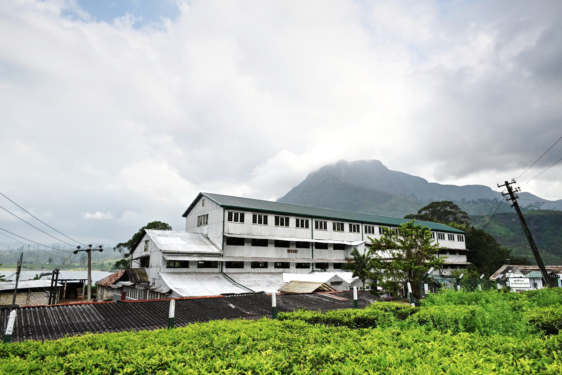 Tea processing at the Moray factory