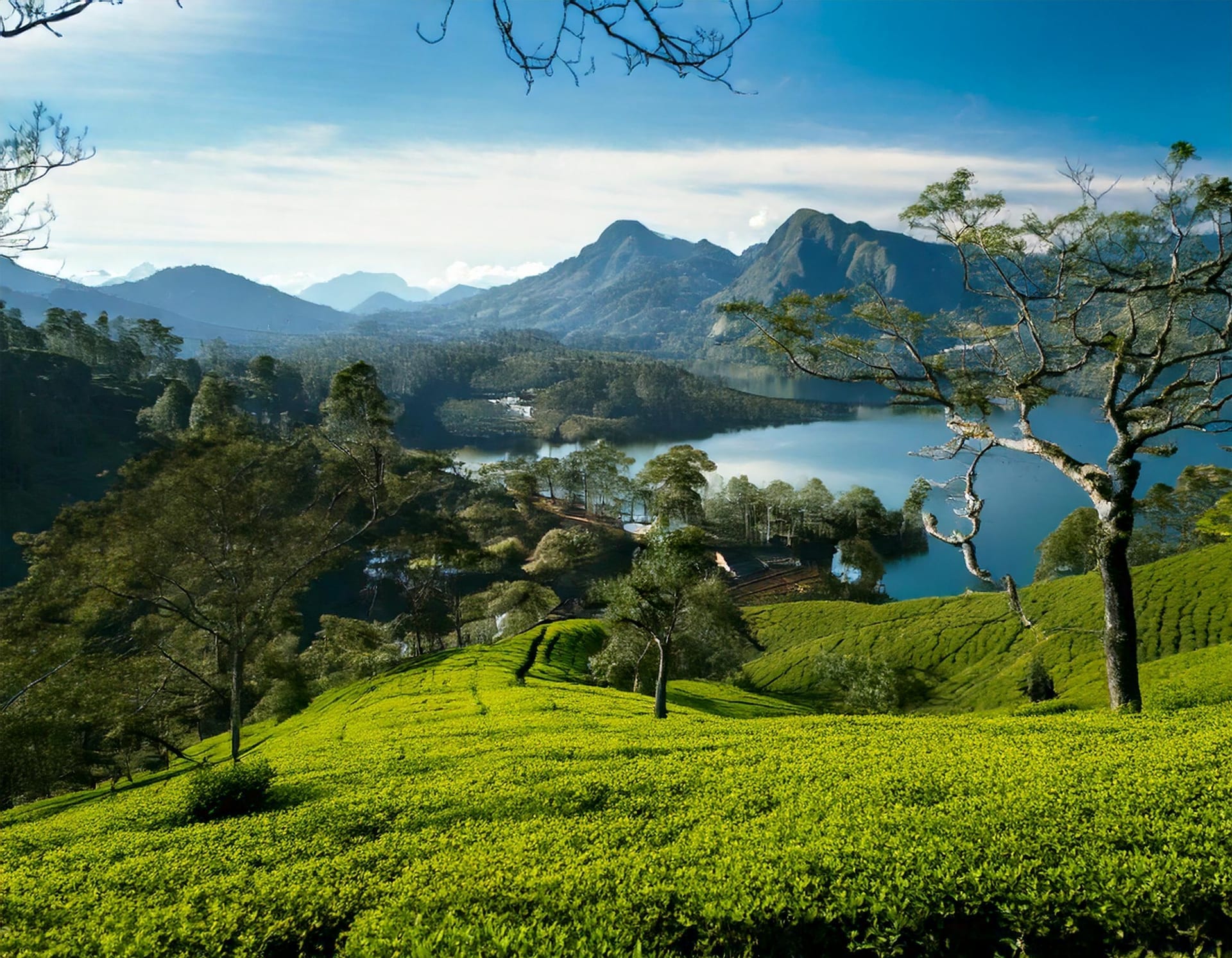 St. Clair's Ceylon tea