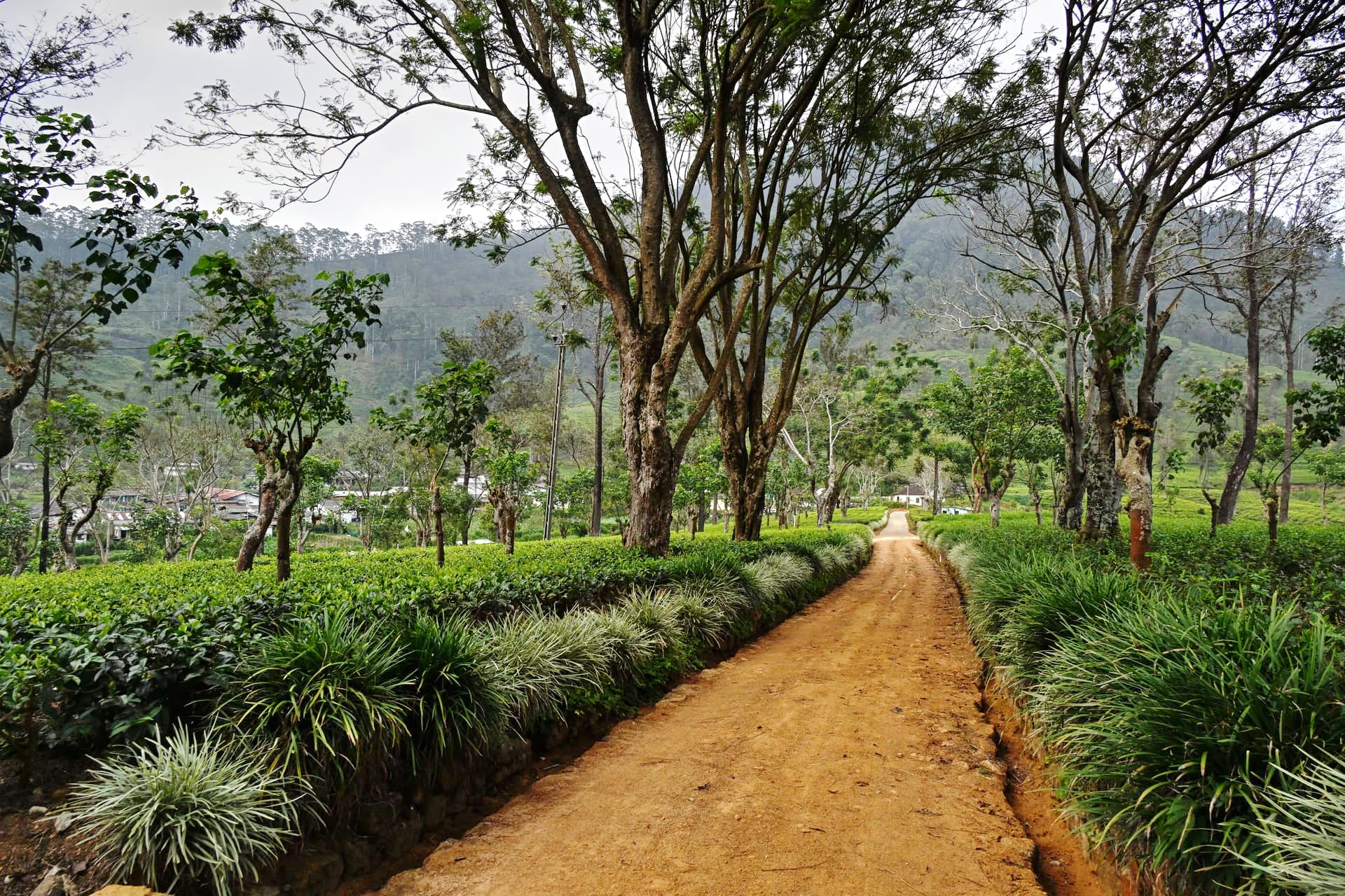 Laxapana — the estate landscape
