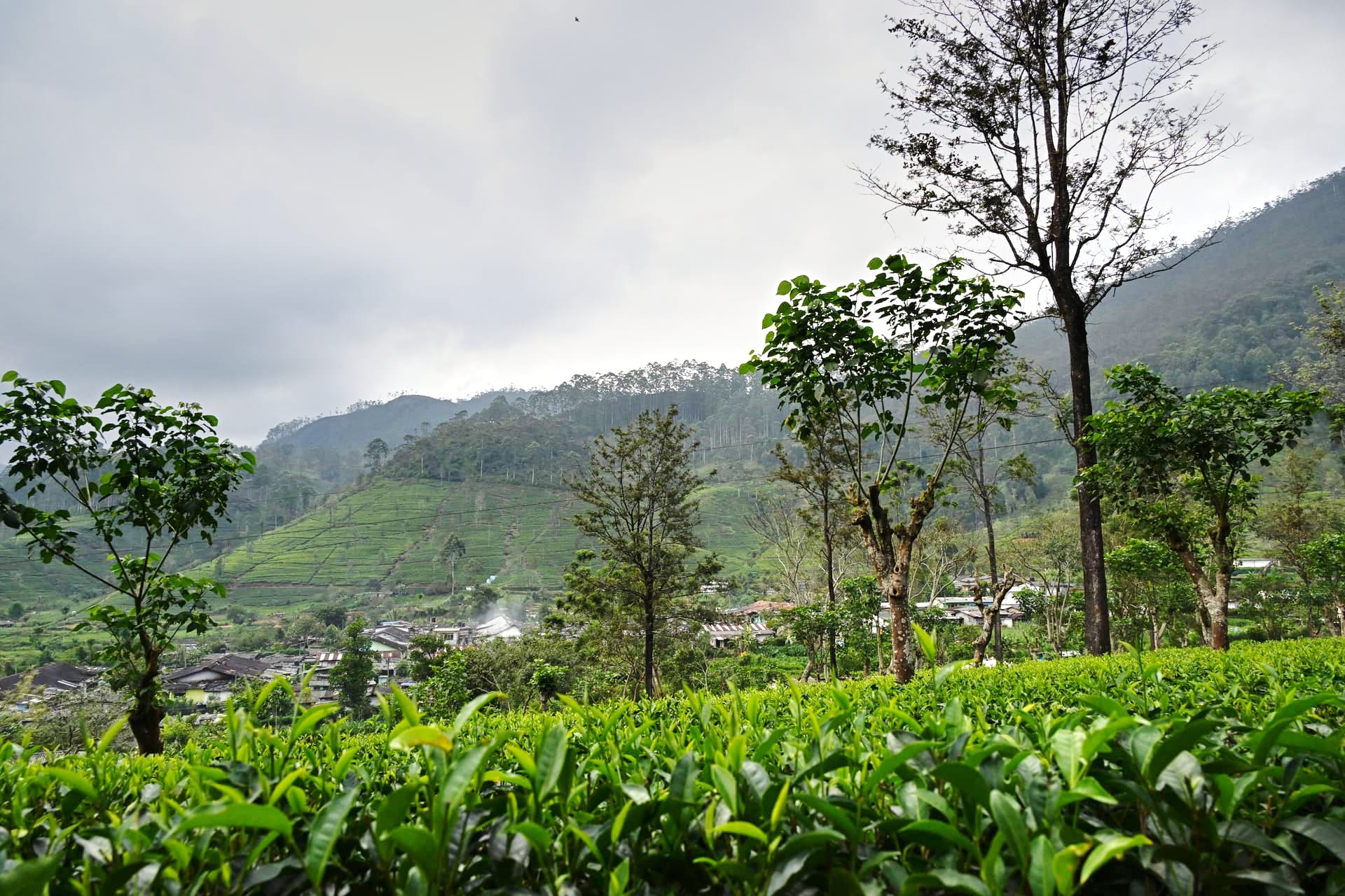 Laxapana — tea growing on the estate