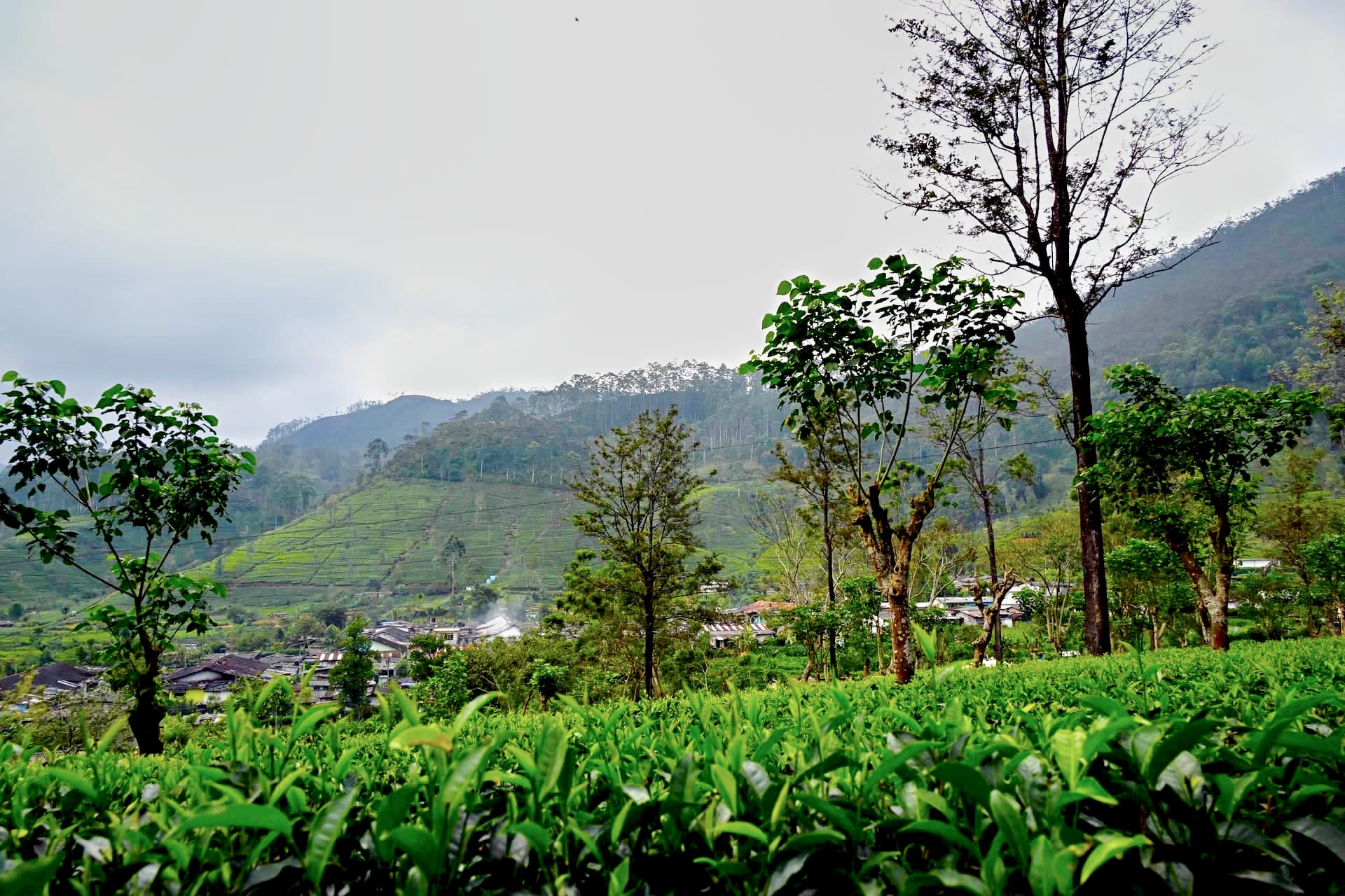 Laxapana estate