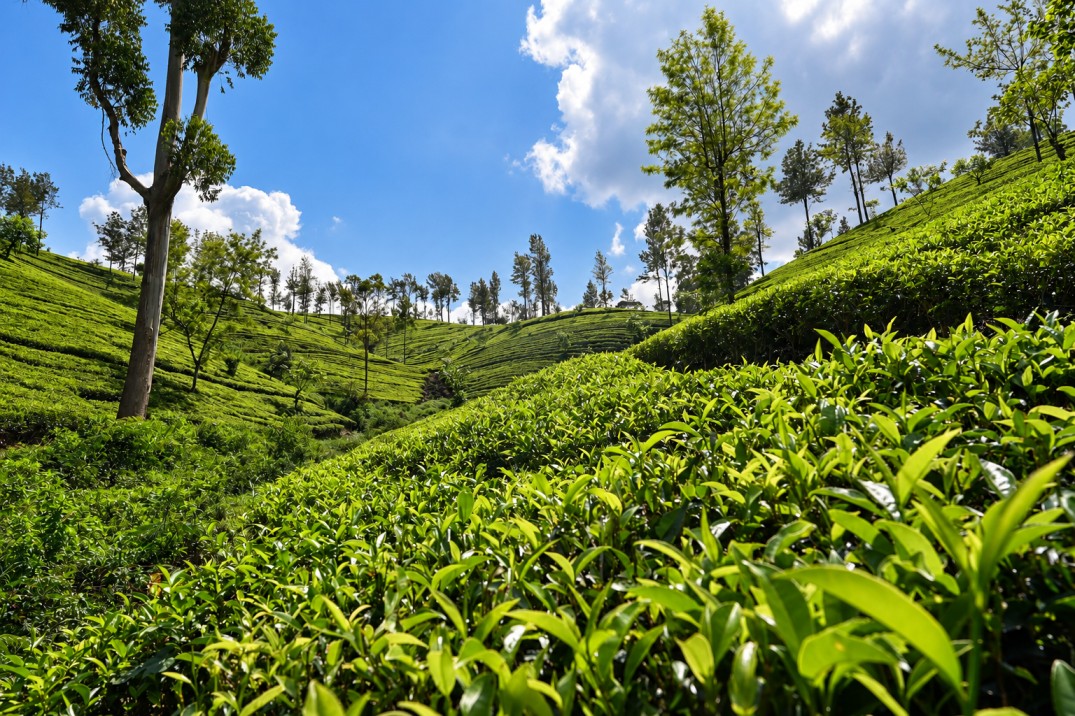 Maskeliya — the estate landscape