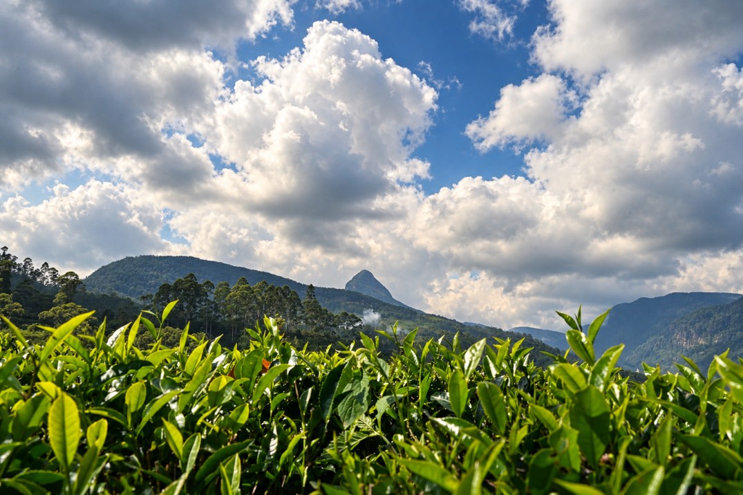 Maskeliya — tea growing on the estate