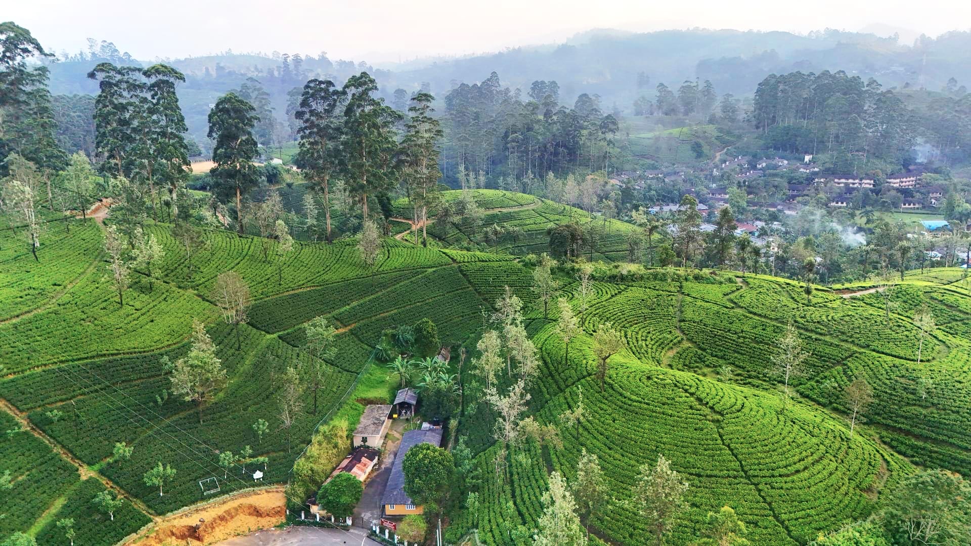 Maskeliya estate